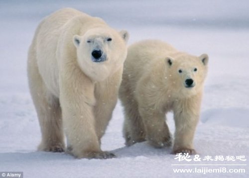 喜马拉雅雪人毛发DNA与灭绝北极熊匹配