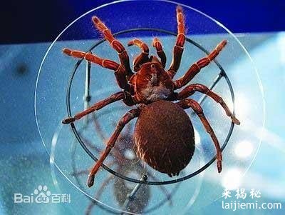 世界上最大的蜘蛛