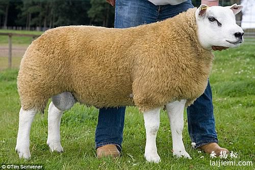世界上最贵的羊