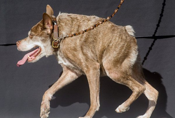 2015世界上最丑的狗