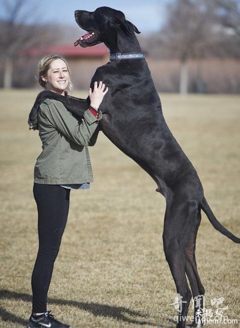 2.1米世界最高狗网上走红 盘点吉尼斯纪录上世界上最够的狗