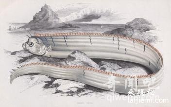 世界上最长的硬骨鱼-桨鱼