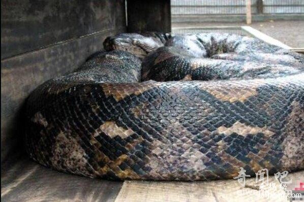 世界上最大的蟒蛇 四川55米巨蟒堪比泰坦巨蟒