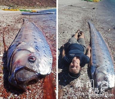 揭秘深海巨兽 巨型皇带鱼究竟有多大 远古皇带鱼的恐怖传说