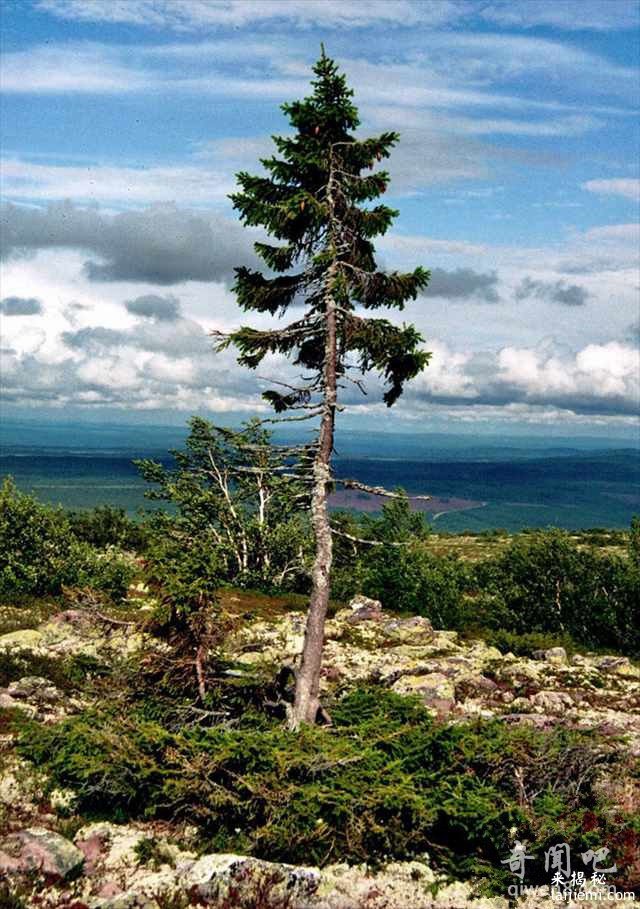 世界上最古老的树：这棵树苗活了近万年你敢信？