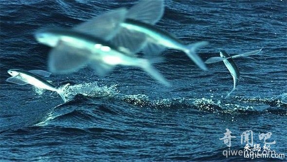 飞鱼——世界上飞得最远的鱼