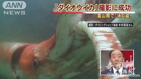 巨型乌贼惊险日本海港 围绕渔船吓坏众人