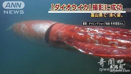 巨型乌贼惊险日本海港 围绕渔船吓坏众人