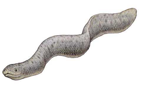 1962年；浙江沿海渔村发现巨型海蛇，有3米粗，身上无鳞片，周身圆滑有粘液，后来退回海里消失了