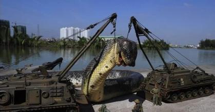 1975年;北京西单动物园捕获巨型蟒蛇。100多米长,5米多粗,比火车头还大
