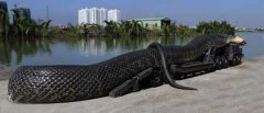 1975年;北京西单动物园捕获巨型蟒蛇。100多米长,5米多粗,比火车头还大