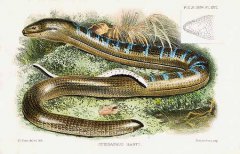 1979年；科考队在神龙架发现怪蛇，可以随意组合，由数百块个体组成，散开以后几秒内组成一条完整的蛇