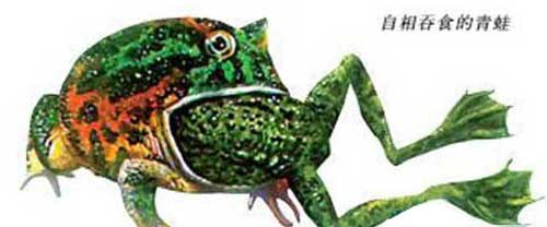 1979年；贵州一水田数万只长牙的青蛙互相残杀吞食，蛙声一片，震耳欲聋，血流满田，残肢遍地